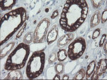 KRT8 Antibody in Immunohistochemistry (Paraffin) (IHC (P))