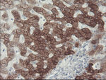 KRT8 Antibody in Immunohistochemistry (Paraffin) (IHC (P))