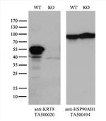 KRT8 Antibody