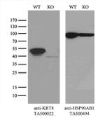 KRT8 Antibody in Western Blot (WB)