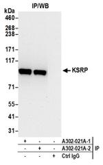 KSRP Antibody in Western Blot (WB)