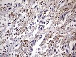 KYNU Antibody in Immunohistochemistry (Paraffin) (IHC (P))