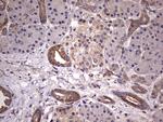 KYNU Antibody in Immunohistochemistry (Paraffin) (IHC (P))