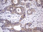 KYNU Antibody in Immunohistochemistry (Paraffin) (IHC (P))