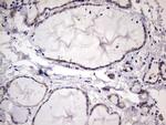 KYNU Antibody in Immunohistochemistry (Paraffin) (IHC (P))