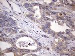 KYNU Antibody in Immunohistochemistry (Paraffin) (IHC (P))