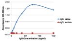 Human Kappa Light Chain Secondary Antibody in ELISA (ELISA)