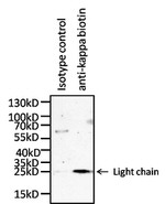 Human Kappa Light Chain Secondary Antibody in Immunoprecipitation (IP)