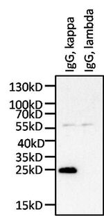 Human Kappa Light Chain Secondary Antibody in Western Blot (WB)