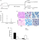 Ki-67 Antibody in Immunohistochemistry (Paraffin) (IHC (P))