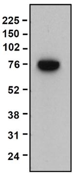 Ku70 Antibody in Western Blot (WB)