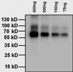 L-Thyroxine T4 Antibody in Western Blot (WB)