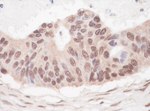 L3MBTL2 Antibody in Immunohistochemistry (IHC)