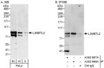 L3MBTL2 Antibody in Western Blot (WB)