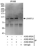 L3MBTL3 Antibody in Immunoprecipitation (IP)