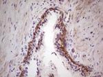 LAMA4 Antibody in Immunohistochemistry (Paraffin) (IHC (P))