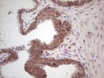 LAMA4 Antibody in Immunohistochemistry (Paraffin) (IHC (P))