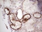 LAMA4 Antibody in Immunohistochemistry (Paraffin) (IHC (P))