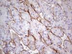 LAMA4 Antibody in Immunohistochemistry (Paraffin) (IHC (P))