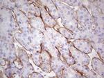 LAMA4 Antibody in Immunohistochemistry (Paraffin) (IHC (P))