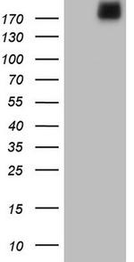 LAMA4 Antibody in Western Blot (WB)