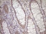 LAMB2 Antibody in Immunohistochemistry (Paraffin) (IHC (P))