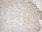 LAMB2 Antibody in Immunohistochemistry (Paraffin) (IHC (P))