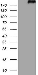 LAMB2 Antibody in Western Blot (WB)