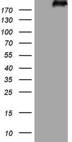 LAMB2 Antibody in Western Blot (WB)