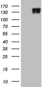 LAMB3 Antibody in Western Blot (WB)