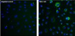 LAMP1 Antibody in Immunocytochemistry (ICC/IF)