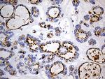 LAMP1 Antibody in Immunohistochemistry (Paraffin) (IHC (P))