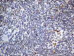 LAMP1 Antibody in Immunohistochemistry (Paraffin) (IHC (P))