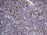 LAMP1 Antibody in Immunohistochemistry (Paraffin) (IHC (P))