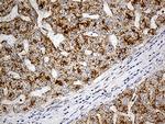 LAMP1 Antibody in Immunohistochemistry (Paraffin) (IHC (P))