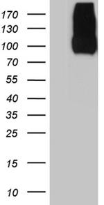 LAMP1 Antibody in Western Blot (WB)