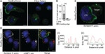 CD107a (LAMP-1) Antibody in Immunocytochemistry (ICC/IF)