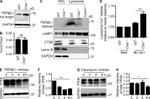 CD107a (LAMP-1) Antibody in Western Blot (WB)