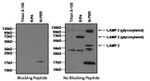 LAMP2 Antibody in Western Blot (WB)