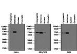 LAMP2 Antibody in Western Blot (WB)