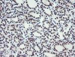 LANCL2 Antibody in Immunohistochemistry (Paraffin) (IHC (P))