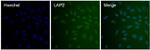 LAP2 Antibody in Immunocytochemistry (ICC/IF)