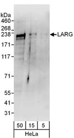 LARG Antibody in Western Blot (WB)