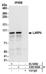 LARP4 Antibody in Western Blot (WB)