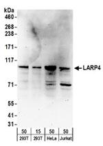 LARP4 Antibody in Western Blot (WB)