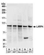 LARP4 Antibody in Western Blot (WB)