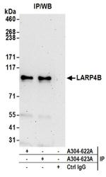 LARP4B Antibody in Western Blot (WB)