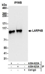 LARP4B Antibody in Western Blot (WB)