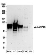 LARP4B Antibody in Western Blot (WB)