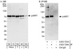 LARP7 Antibody in Western Blot (WB)